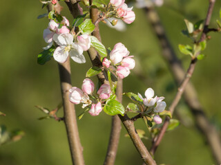 tree in spring closeup