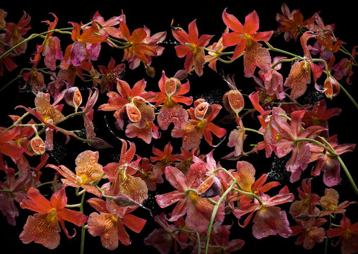 Orchidea fica – ein Motiv aus meiner Fotoserie „OrchIdea“