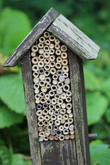 Bug hotel with bamboo canes in close up