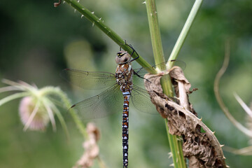 Male migrant hawker dragonfly resting on plant stem