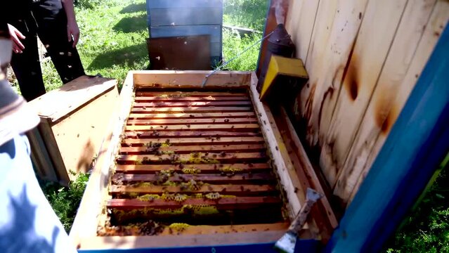 A beekeeper shakes off irritated bees from a honeycomb filled with golden honey.  Beekeeping