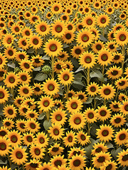 Sunflower Field Blooming Nature Vibrant Yellow Floral Summer Agriculture