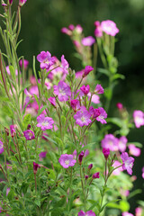 Pink great hairy willowherb flower spikes