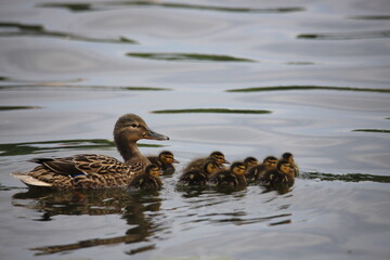 duck and ducklings