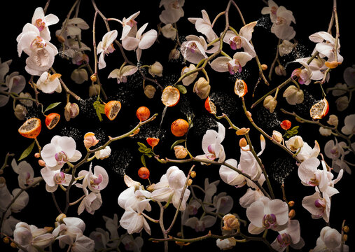 Orchidea grenadilla &ndash; ein Motiv aus meiner Fotoserie &bdquo;OrchIdea&ldquo;
