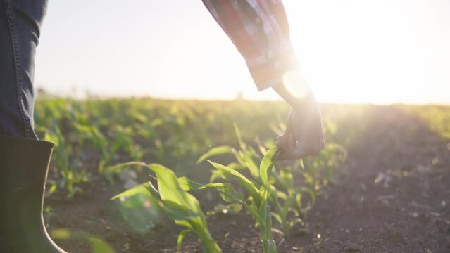 Female Farmer inspect leaves of disease in beds on a farm field. Agronomists monitor yields and fertilize fields on time