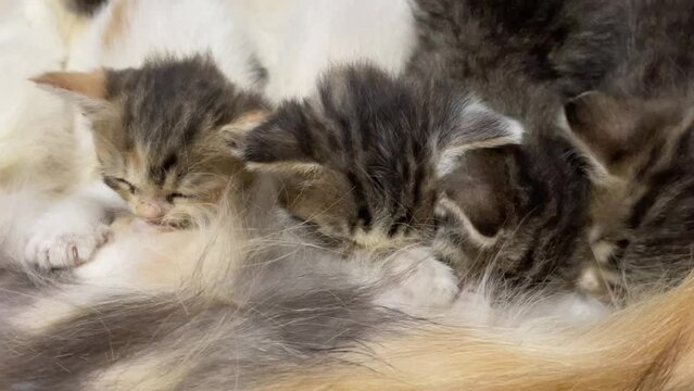 Three kittens are nursing in their mother's belly
