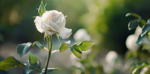 Tender white roses blossom on the stem. Green blurred background behind