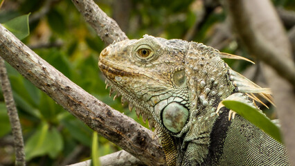 Iguana close up