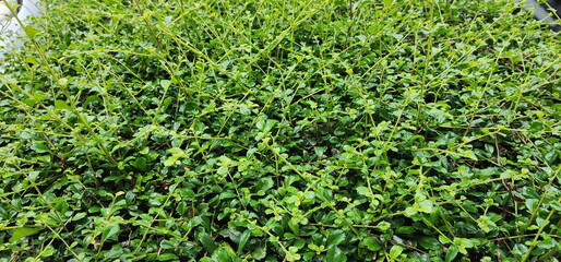 Selective focus of Fukien Tea or Philippine Tea planted along the fence of the house. Carmona retusa (Vahl.) Masum, thick leaves, 3-lobed, serrated tips, dark green, shiny. Popularly grown 
