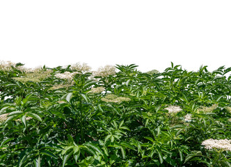 Flowering elderberry hedge (Sambucus nigra) as frame border isolated , copy space, suitable for graphic projects