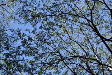 Tree branches with blue sky background. Low angle view of Green tree branches with leaves in summer sky.