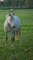 Fototapeta premium horse during sunset in wageningen 