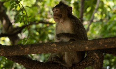 monkey on tree