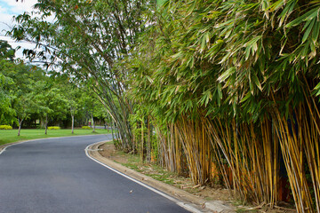 Landscape of bamboo and street path with selective focus