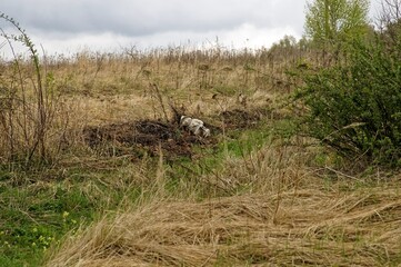 Old garden sculpture of a gnome in the grass