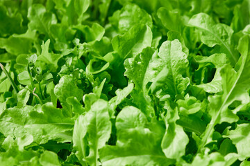 Fresh leaves of arugula growing in organic vegetable garden. Close up fresh green arugula. Top view of plant leaves in sunlight.