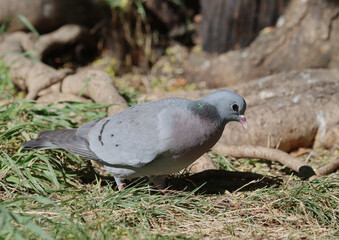 Obraz premium Stock dove