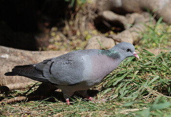 Stock dove