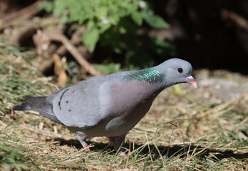Stock dove