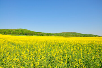 Fototapeta premium Blooming.