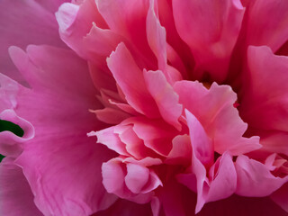 pink peony flower close up