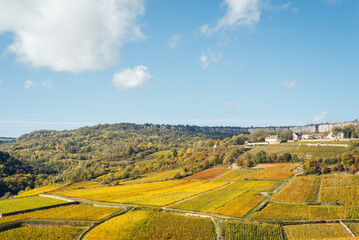 Paysage de vignes en automne. Bourgogne en automne. Côte d'Or pendant l'automne. Vignes dorées....