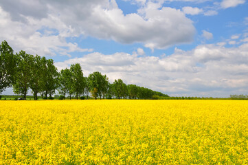 Obraz premium Blooming.