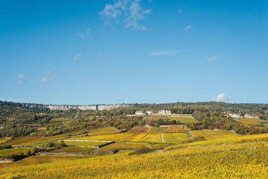 Paysage de vignes en automne. Bourgogne en automne. C&ocirc;te d'Or pendant l'automne. Vignes dor&eacute;es. P&eacute;riode des vendanges. Viticulture et agriculture en Bourgogne, France. Saint Romain 21190