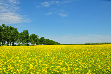 Obraz premium Blooming.