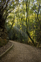 Ruta de senderismo, Lomo La Jara. Tenerife