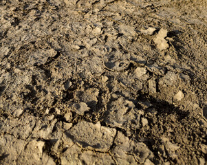 Barren and parched land, closeup of dry cracked earth texture, a concerning environmental issue related to drought, desertification, and aridity caused by climate change and global warming