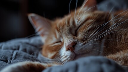 A cute cat sleeping closeup