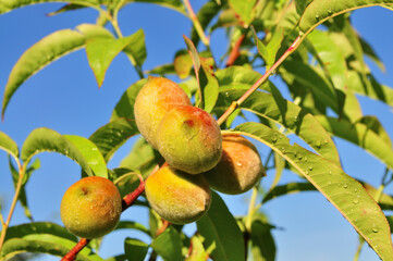Peach.