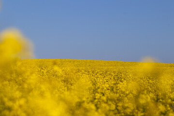 Pole kwitnącego rzepaku