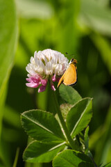 butterfly on clover flower