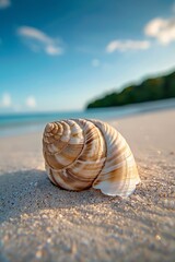 Seashell
