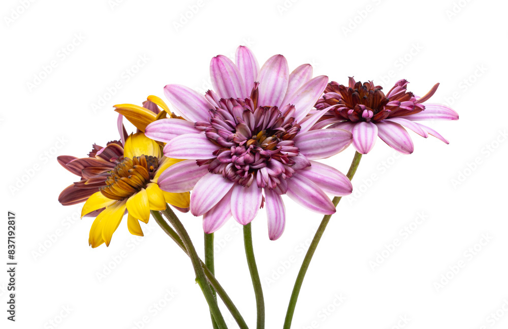 Sticker osteospermum flower isolated