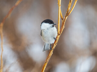 Cute bird the willow tit, song bird sitting on a branch without leaves in the winter.