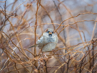Sparrow sits on a branch without leaves.