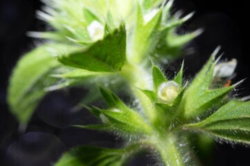 Stachys ocymastrum flowers