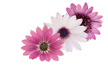 Osteospermum Flower isolated