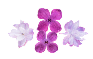 lilac flowers isolated