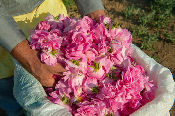 Beautiful pink roses collected for the production of essential oils and cosmetics.Collection of...