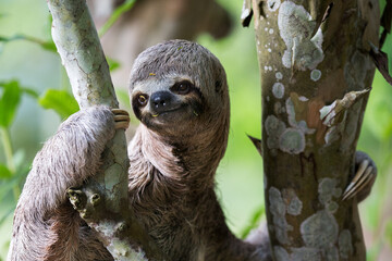 Sloths are fascinating creatures! They're known for their slow movement and leisurely lifestyle,...