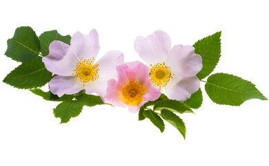 rosehip flower isolated