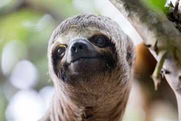 Sloths are fascinating creatures! They're known for their slow movement and leisurely lifestyle,...