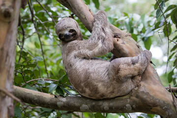 Sloths are fascinating creatures! They're known for their slow movement and leisurely lifestyle,...