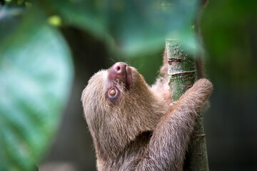 Sloths are fascinating creatures! They're known for their slow movement and leisurely lifestyle,...