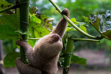 Sloths are fascinating creatures! They're known for their slow movement and leisurely lifestyle,...